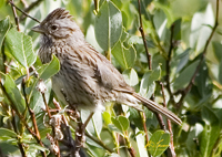 Lincolns Sparrow